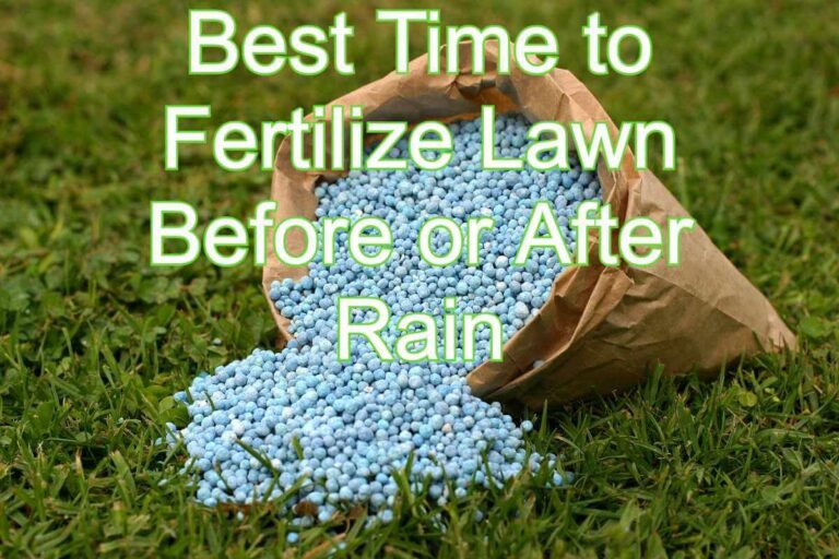 Should I Fertilize Before or After Rain