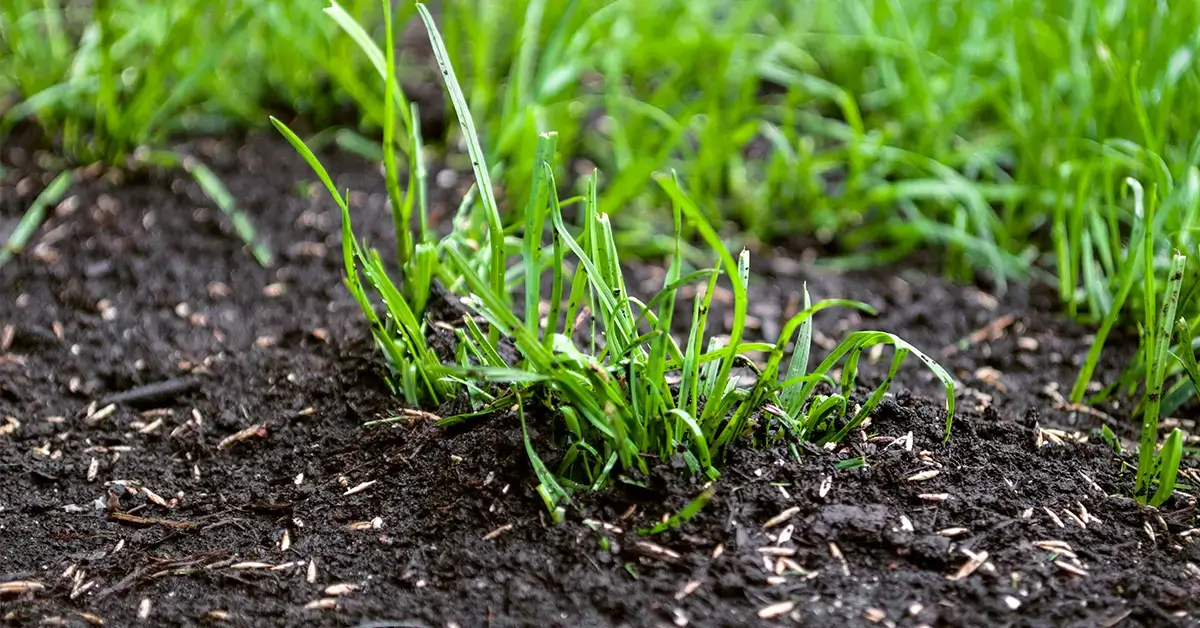 How To Prepare Lawn For Aeration And Overseeding