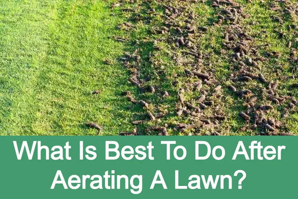 What To Do After Aerating The Lawn