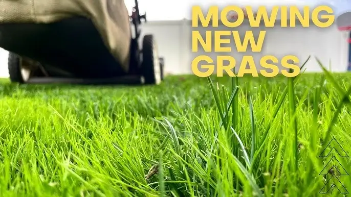 When to mow new grass first time