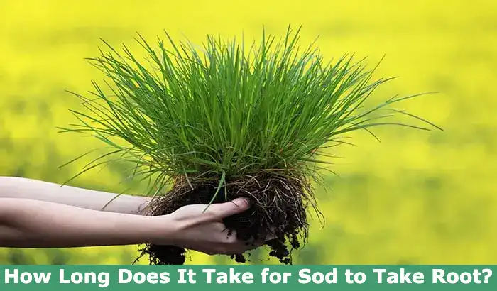 How Long Does It Take for Sod to Take Root?
